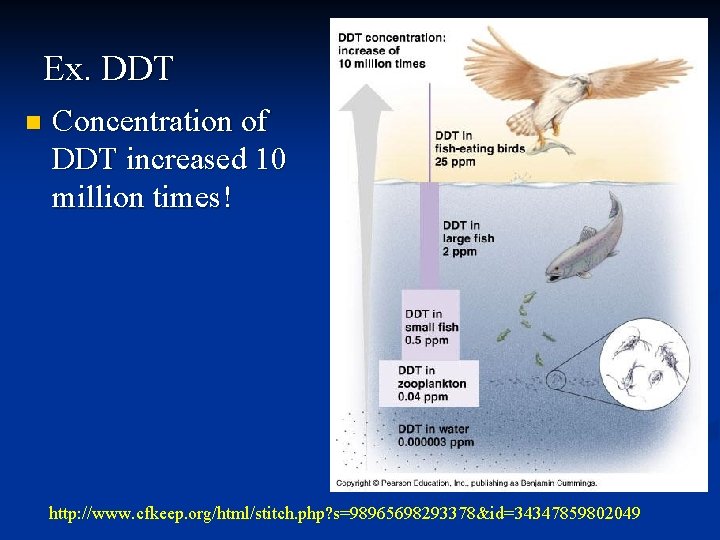 Ex. DDT n Concentration of DDT increased 10 million times! http: //www. cfkeep. org/html/stitch.