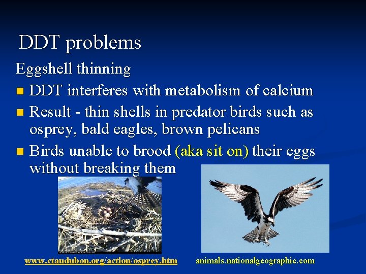 DDT problems Eggshell thinning n DDT interferes with metabolism of calcium n Result -