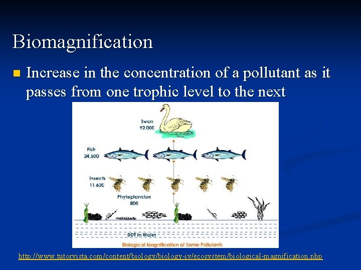 Biomagnification n Increase in the concentration of a pollutant as it passes from one