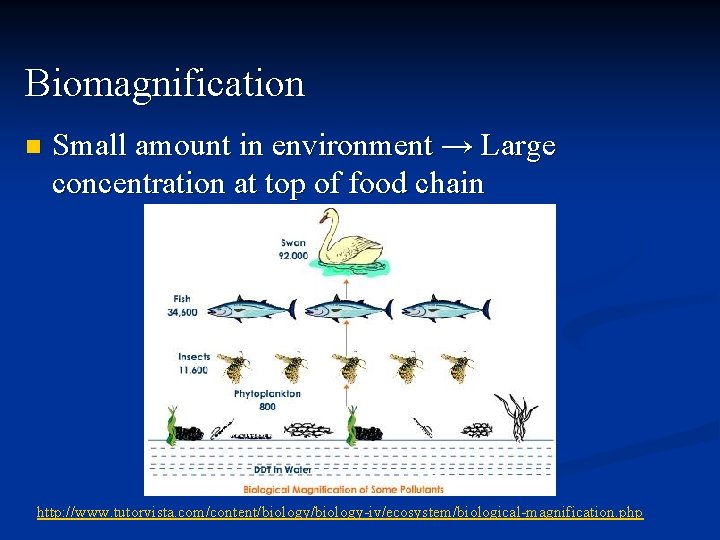Biomagnification n Small amount in environment → Large concentration at top of food chain