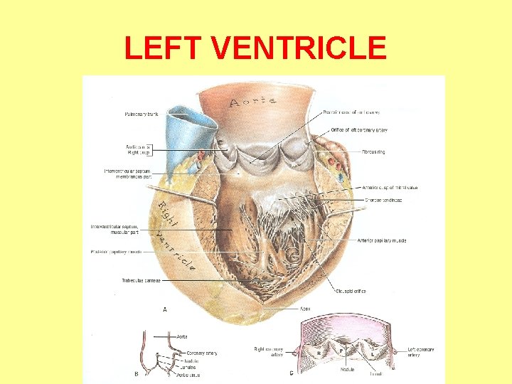 LEFT VENTRICLE 