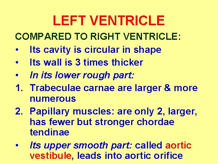 LEFT VENTRICLE COMPARED TO RIGHT VENTRICLE: • Its cavity is circular in shape •