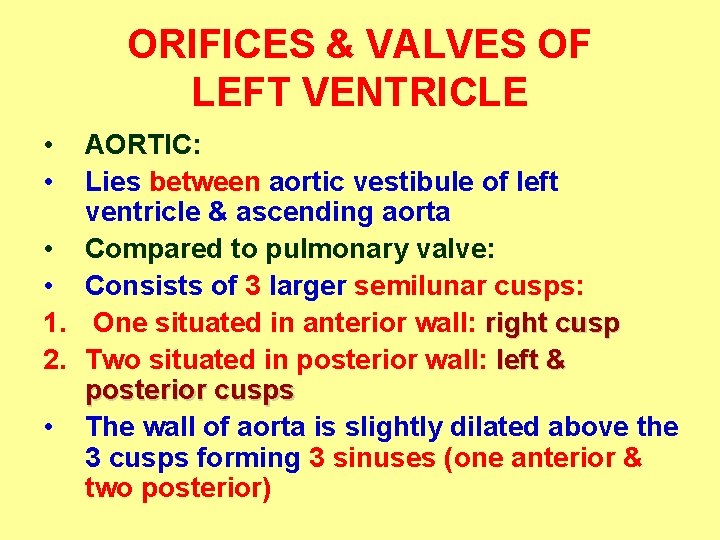 ORIFICES & VALVES OF LEFT VENTRICLE • • AORTIC: Lies between aortic vestibule of