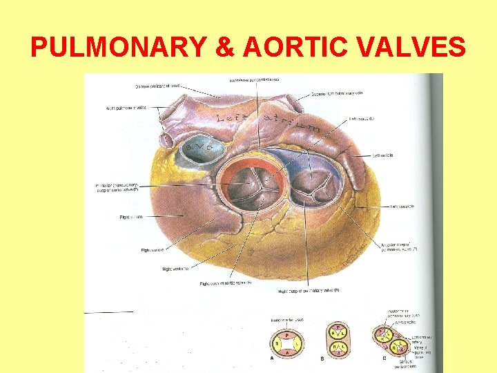 PULMONARY & AORTIC VALVES 