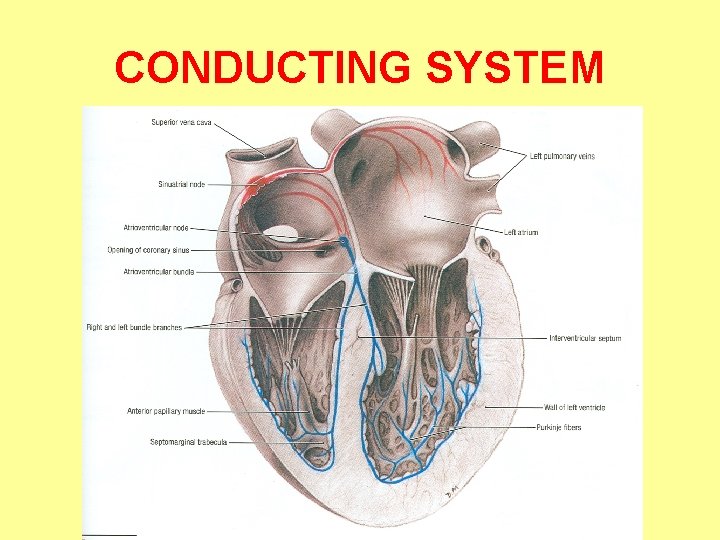 CONDUCTING SYSTEM 