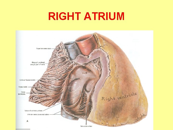 RIGHT ATRIUM 