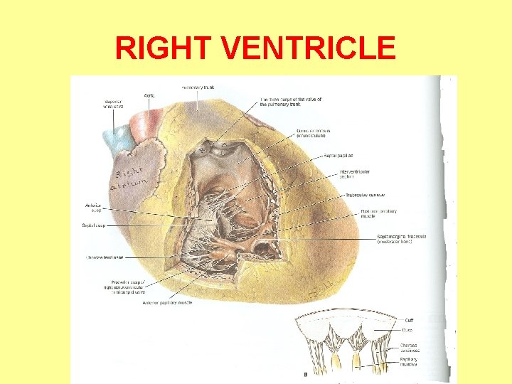 RIGHT VENTRICLE 