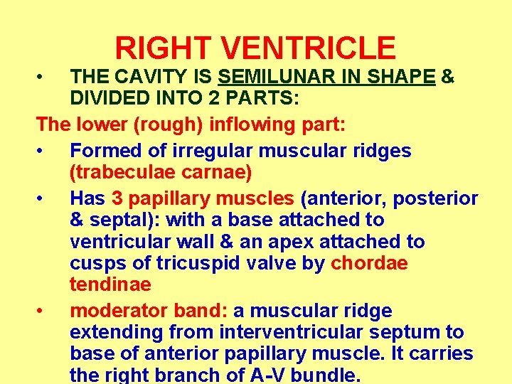  • RIGHT VENTRICLE THE CAVITY IS SEMILUNAR IN SHAPE & DIVIDED INTO 2