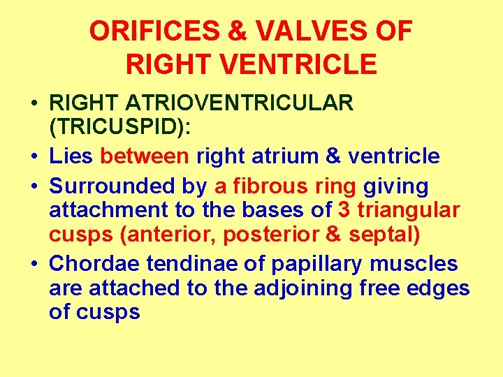 ORIFICES & VALVES OF RIGHT VENTRICLE • RIGHT ATRIOVENTRICULAR (TRICUSPID): • Lies between right