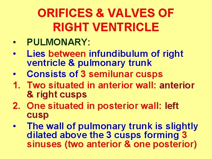 ORIFICES & VALVES OF RIGHT VENTRICLE • • PULMONARY: Lies between infundibulum of right