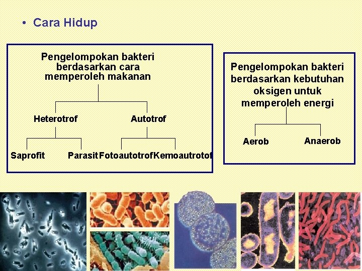  • Cara Hidup Pengelompokan bakteri berdasarkan cara memperoleh makanan Heterotrof Pengelompokan bakteri berdasarkan