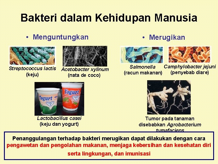 Bakteri dalam Kehidupan Manusia • Menguntungkan Streptococcus lactis (keju) Acetobacter xylinum (nata de coco)