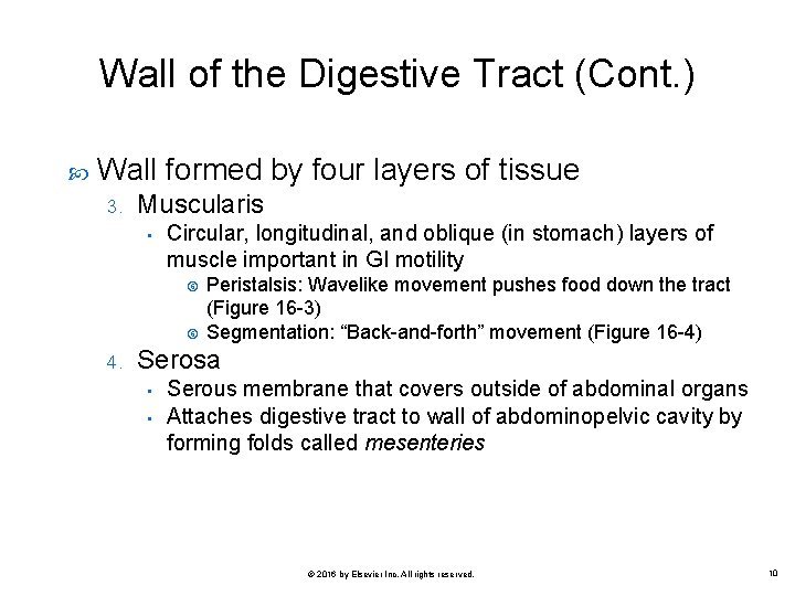 Wall of the Digestive Tract (Cont. ) Wall formed by four layers of tissue