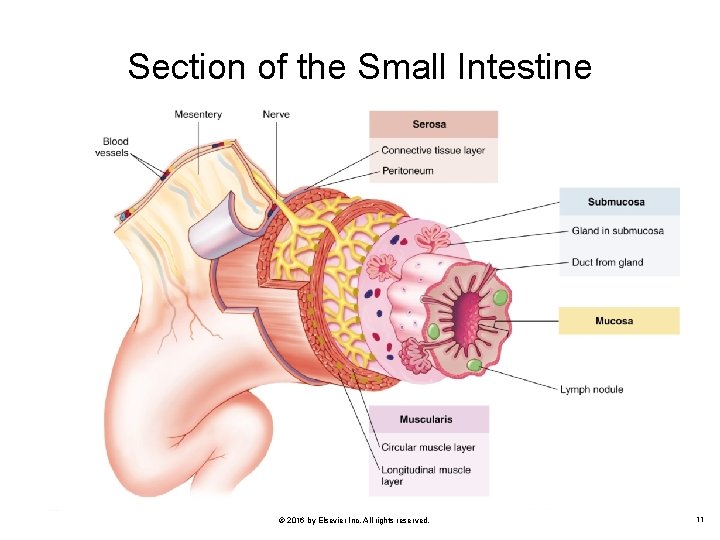 Section of the Small Intestine © 2016 by Elsevier Inc. All rights reserved. 11