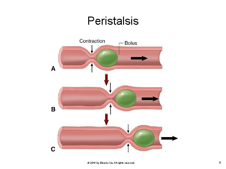 Peristalsis © 2016 by Elsevier Inc. All rights reserved. 12 