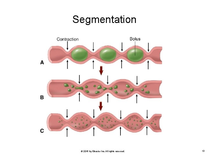 Segmentation © 2016 by Elsevier Inc. All rights reserved. 13 