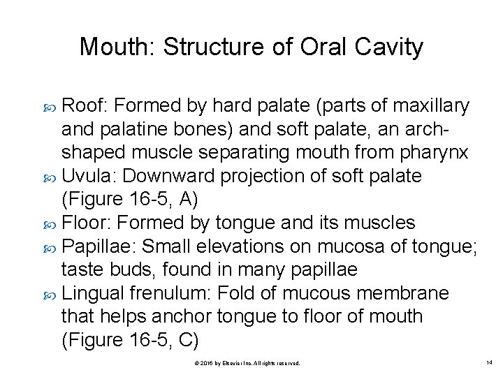 Mouth: Structure of Oral Cavity Roof: Formed by hard palate (parts of maxillary and