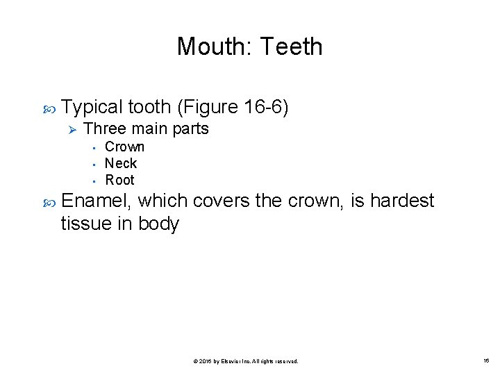 Mouth: Teeth Typical tooth (Figure 16 -6) Ø Three main parts • • •