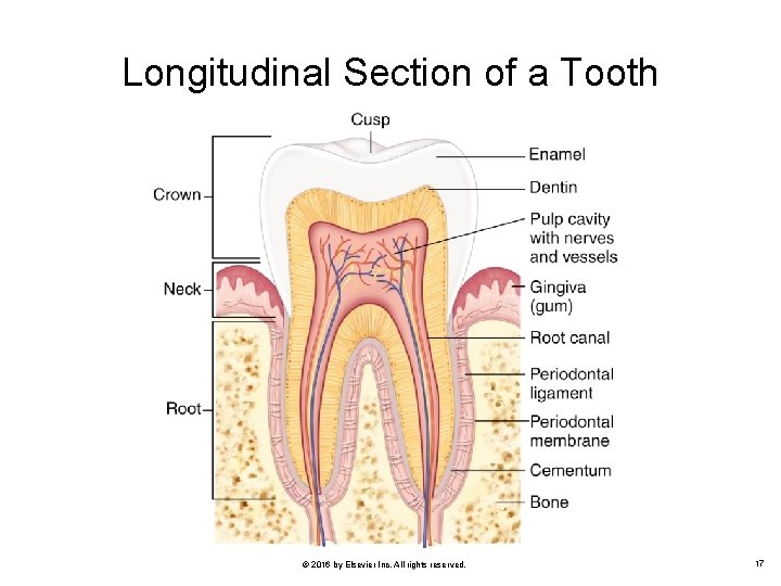 Longitudinal Section of a Tooth © 2016 by Elsevier Inc. All rights reserved. 17