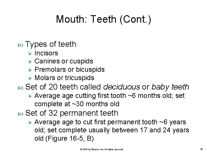 Mouth: Teeth (Cont. ) Types of teeth Ø Ø Set of 20 teeth called