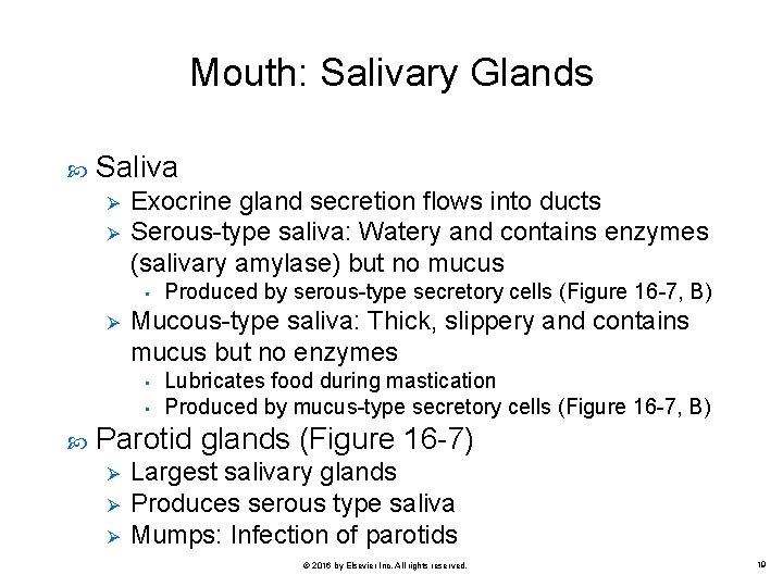 Mouth: Salivary Glands Saliva Ø Ø Exocrine gland secretion flows into ducts Serous-type saliva: