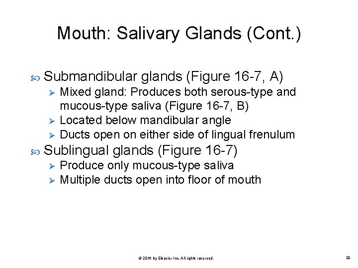Mouth: Salivary Glands (Cont. ) Submandibular glands (Figure 16 -7, A) Ø Ø Ø
