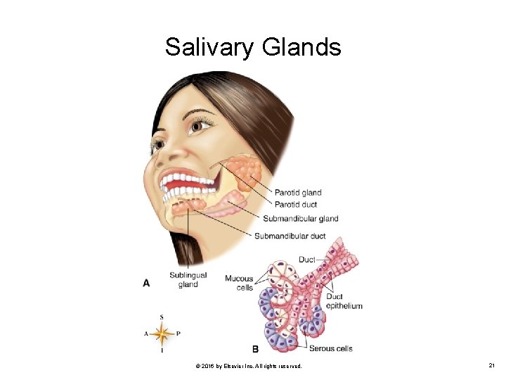 Salivary Glands © 2016 by Elsevier Inc. All rights reserved. 21 