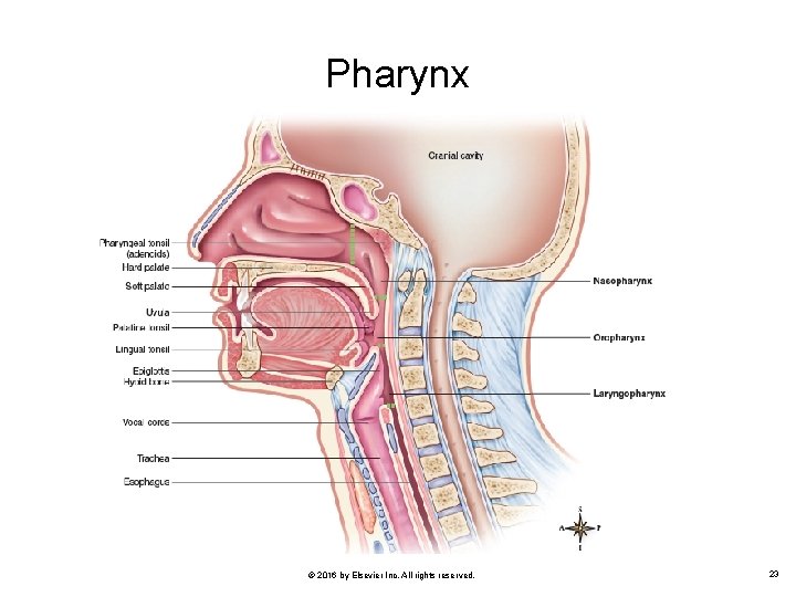 Pharynx © 2016 by Elsevier Inc. All rights reserved. 23 