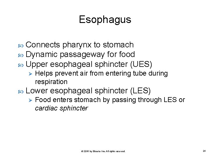 Esophagus Connects pharynx to stomach Dynamic passageway for food Upper esophageal sphincter (UES) Ø