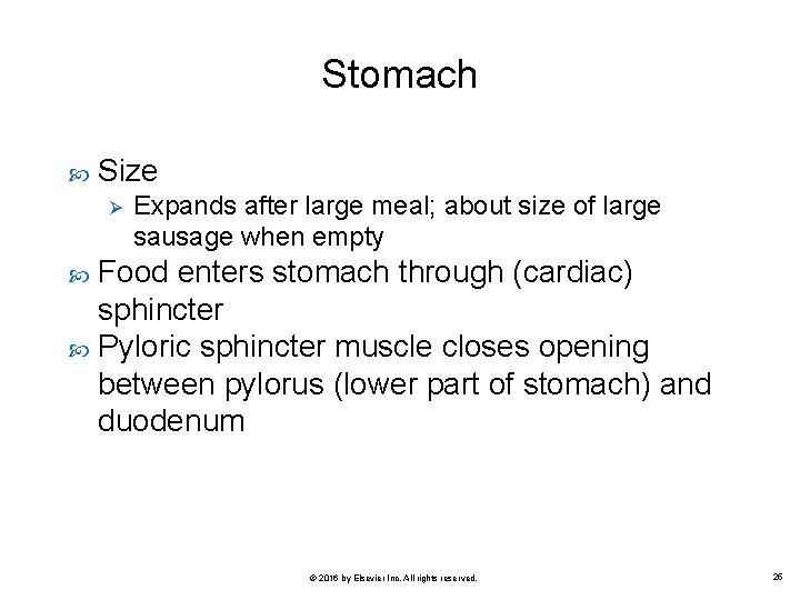 Stomach Size Ø Expands after large meal; about size of large sausage when empty