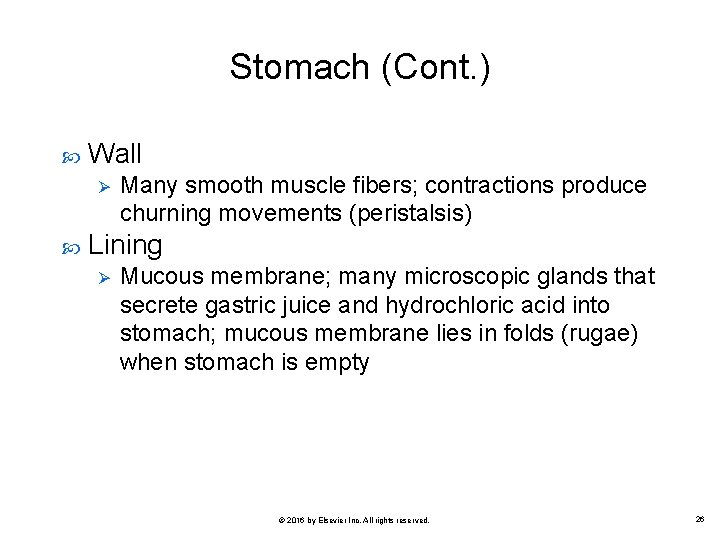 Stomach (Cont. ) Wall Ø Many smooth muscle fibers; contractions produce churning movements (peristalsis)