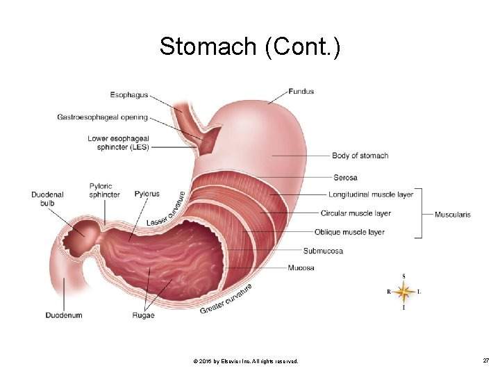 Stomach (Cont. ) © 2016 by Elsevier Inc. All rights reserved. 27 