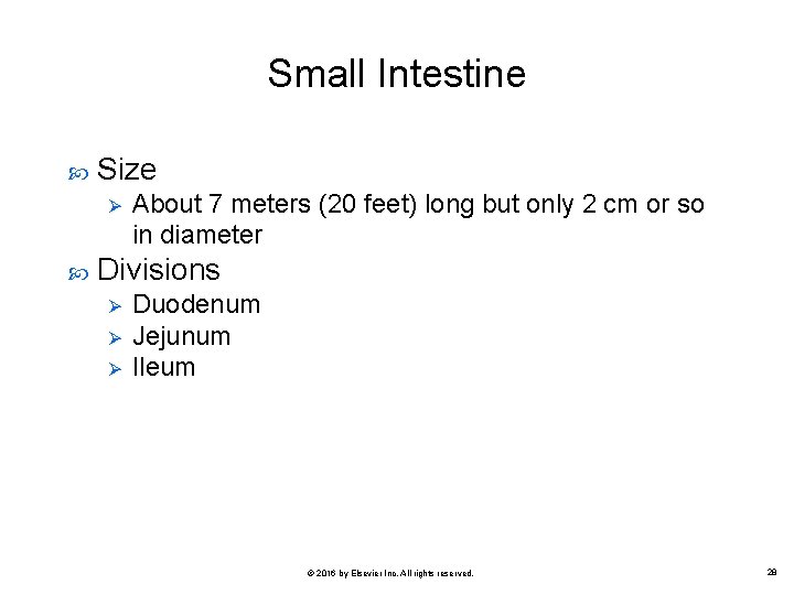 Small Intestine Size Ø About 7 meters (20 feet) long but only 2 cm