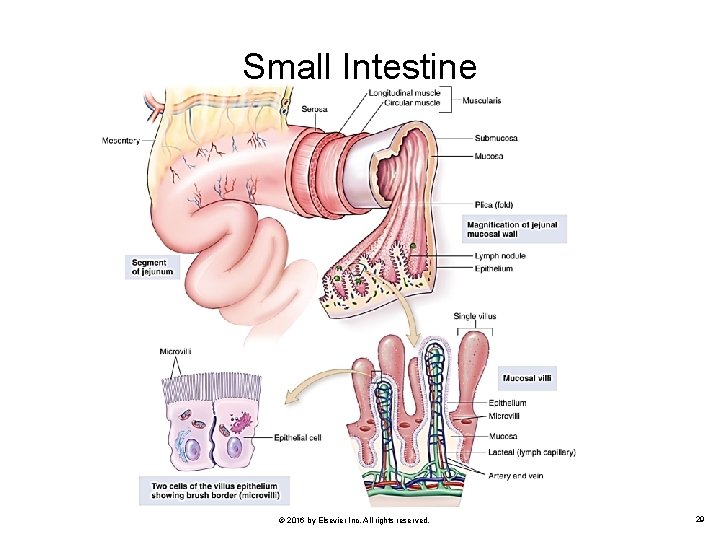 Small Intestine © 2016 by Elsevier Inc. All rights reserved. 29 