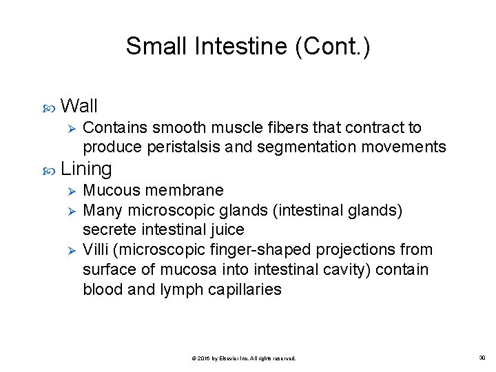 Small Intestine (Cont. ) Wall Ø Contains smooth muscle fibers that contract to produce