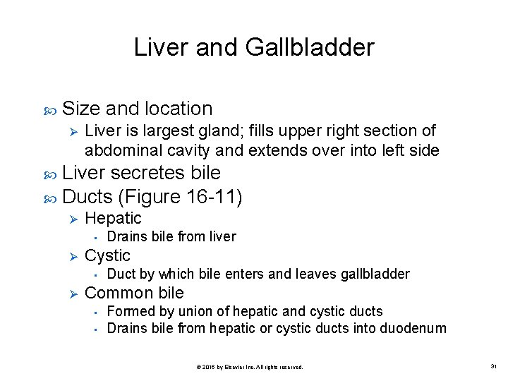 Liver and Gallbladder Size and location Ø Liver is largest gland; fills upper right