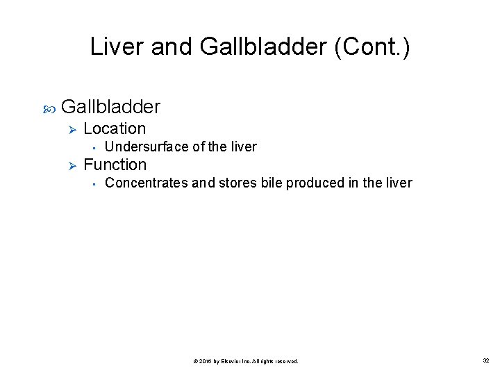 Liver and Gallbladder (Cont. ) Gallbladder Ø Location • Ø Undersurface of the liver