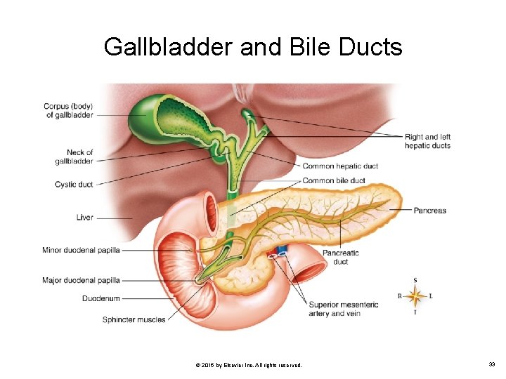 Gallbladder and Bile Ducts © 2016 by Elsevier Inc. All rights reserved. 33 