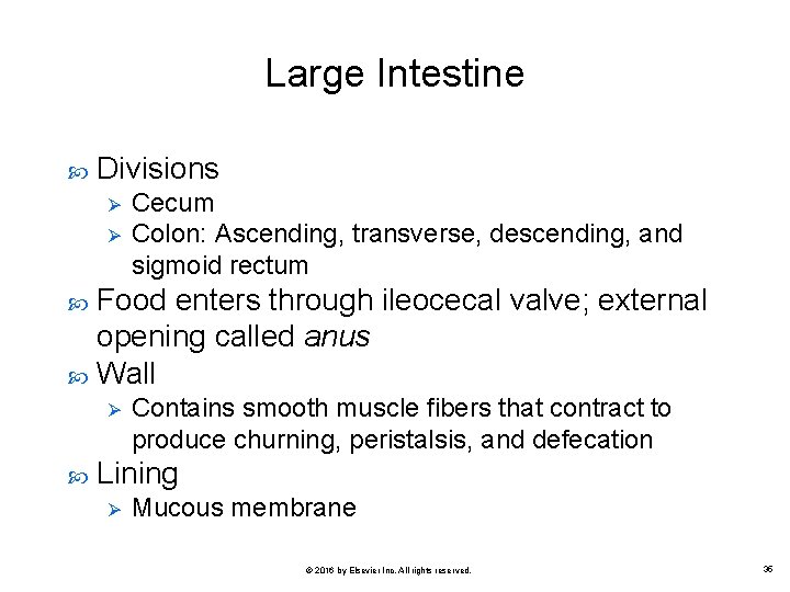 Large Intestine Divisions Ø Ø Cecum Colon: Ascending, transverse, descending, and sigmoid rectum Food