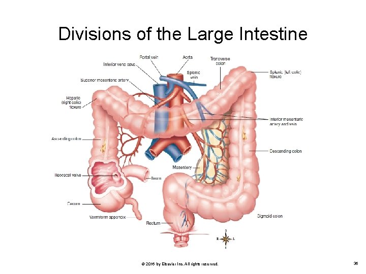 Divisions of the Large Intestine © 2016 by Elsevier Inc. All rights reserved. 36