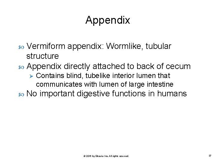 Appendix Vermiform appendix: Wormlike, tubular structure Appendix directly attached to back of cecum Ø