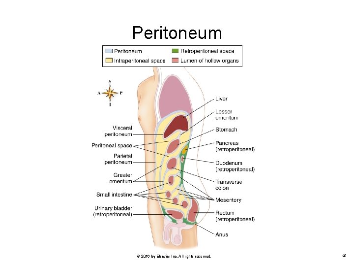 Peritoneum © 2016 by Elsevier Inc. All rights reserved. 40 