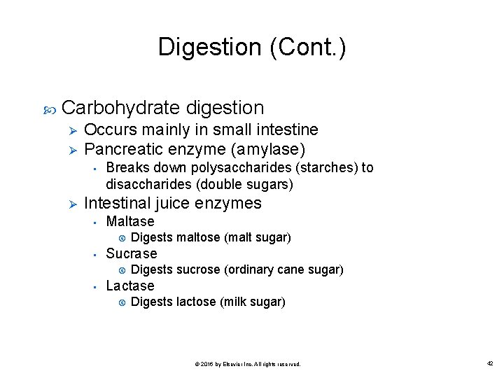 Digestion (Cont. ) Carbohydrate digestion Ø Ø Occurs mainly in small intestine Pancreatic enzyme