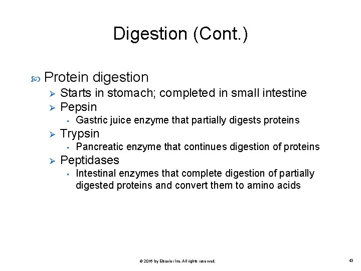 Digestion (Cont. ) Protein digestion Ø Ø Starts in stomach; completed in small intestine