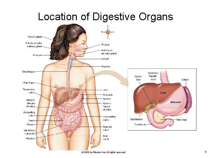 Location of Digestive Organs © 2016 by Elsevier Inc. All rights reserved. 5 