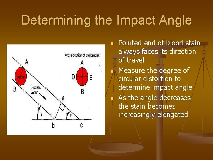 Determining the Impact Angle n n n Pointed end of blood stain always faces