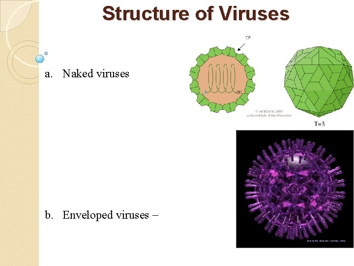 Structure of Viruses a. Naked viruses b. Enveloped viruses – 