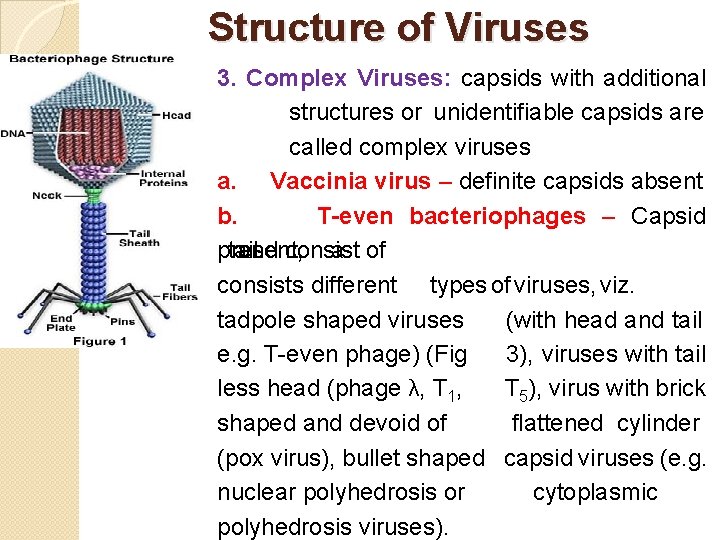 Structure of Viruses It 3. Complex Viruses: capsids with additional structures or unidentifiable capsids