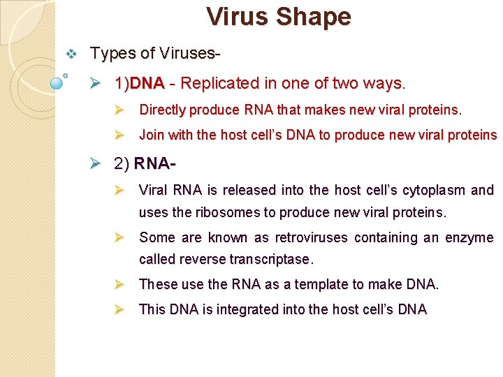 Virus Shape v Types of Viruses- Ø 1)DNA - Replicated in one of two