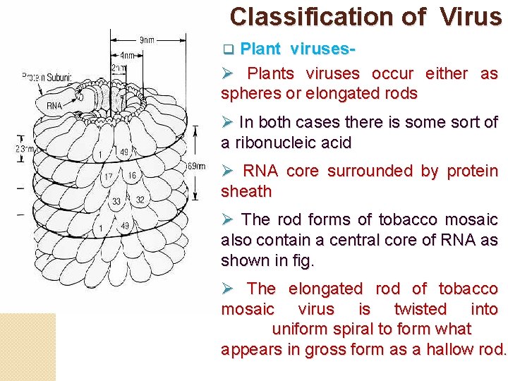 Classification of Virus q Plant virusesØ Plants viruses occur either as spheres or elongated